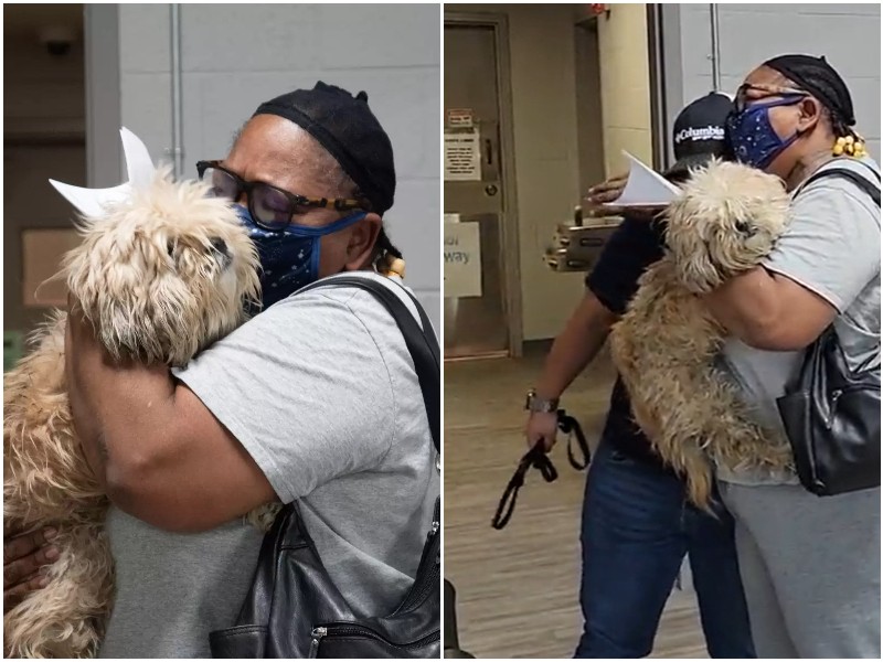 Семья думала, что потеряла своего пса навсегда - пока им не позвонили волонтёры