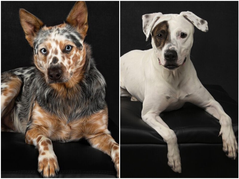 10 фото глухих собак, которые умиляют