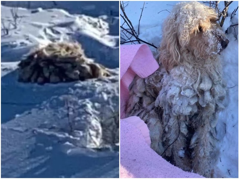 Мужчины заметили в снегу пушистый "мешок", но это оказалась собака