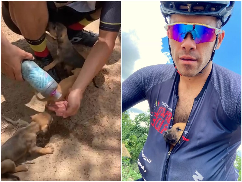 Велосипедист заметил щенков, которые пищали у дороги