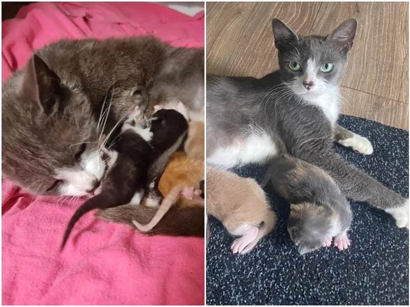 Мать-кошка начала кормить чужих котят, которые стали сиротками