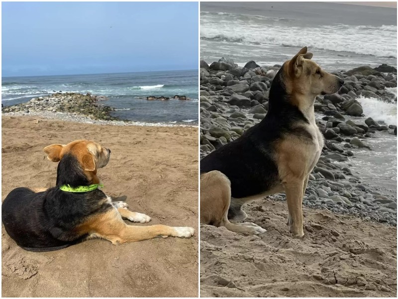 Девушка увидела пса, который не отрываясь смотрел на море 
