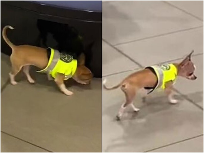 В аэропорту заметили самого маленького пса-ищейку