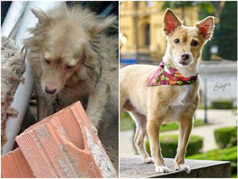17 трогательных фото животных до и после спасения