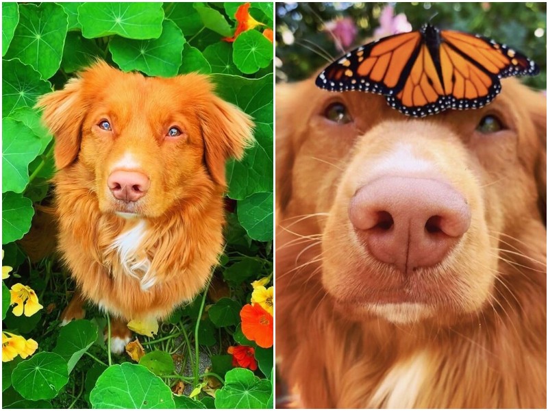Пёс всей душой любит своих друзей-бабочек