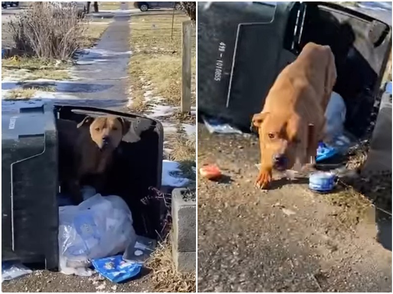 Пёс, живший в мусорном баке, с надеждой глядел на прохожих 