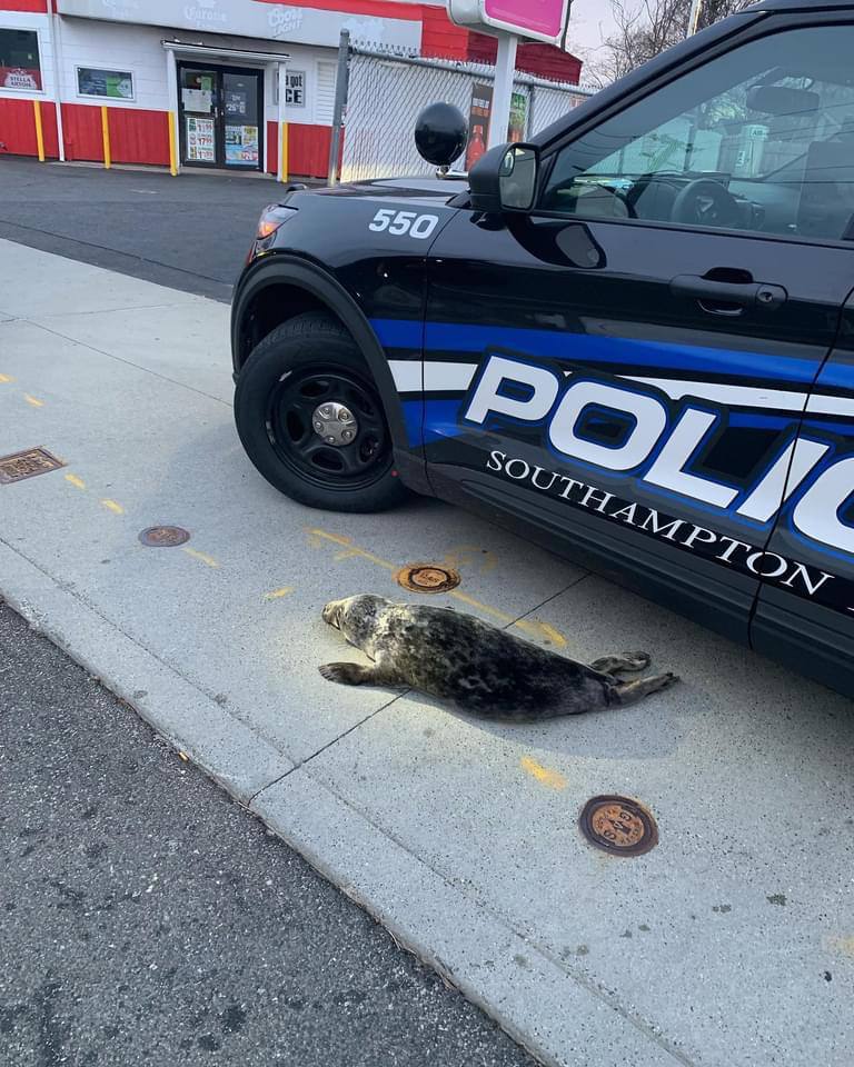 Крошечный нарушитель: полицейские задержали тюленя