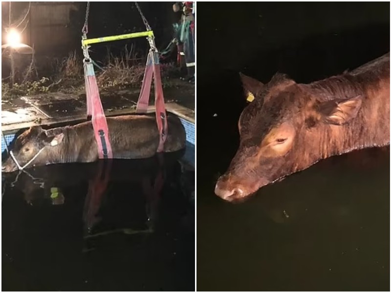Люди заметили отчаянного бычка, который упал в бассейн