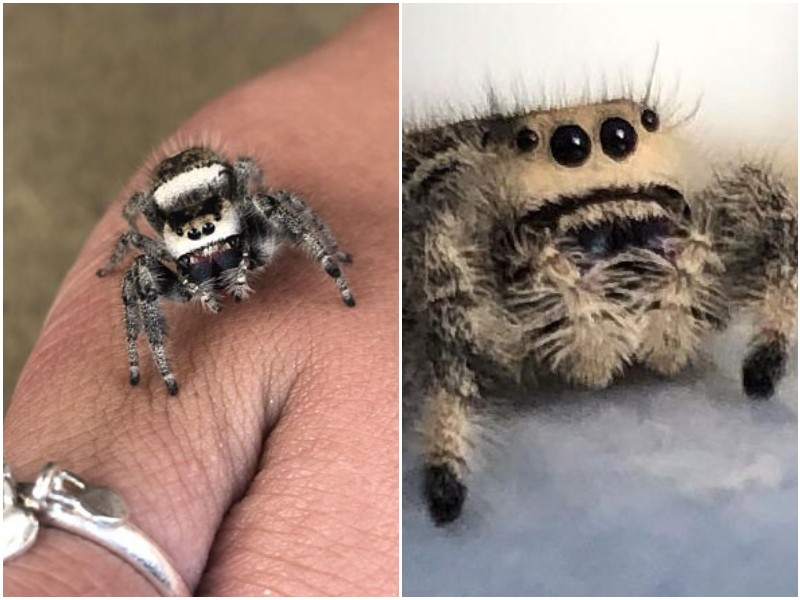 20+ фото с пауками, где они - настоящие милашки