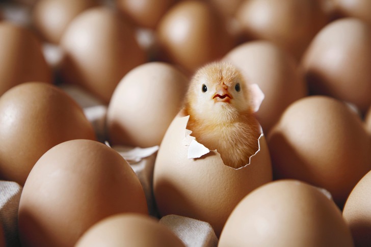 Как птенцы развиваются в яйцах без кислорода