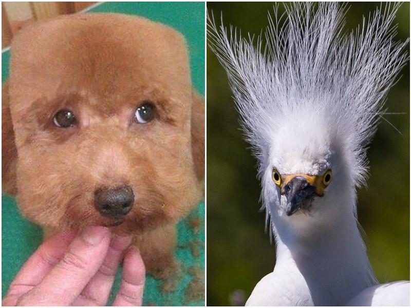 Смешные фото животных с неудачными причёсками