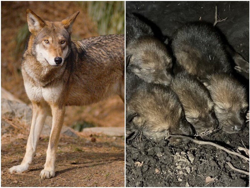 У исчезающих волков впервые за много лет родились малыши