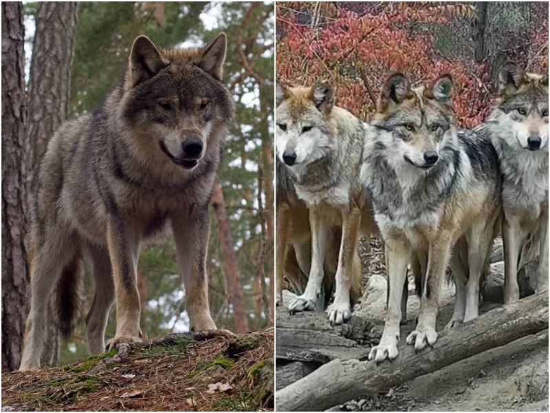 Вебкамера засняла диких волков, которые будто позировали для фото