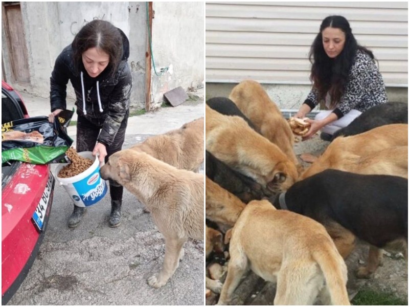 Жительница Турции помогает десяткам собак, оставшимся без крова