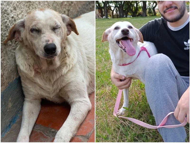 15 фото животных до и после спасения, которые согревают душу