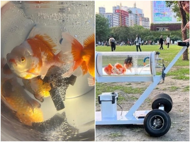 Парень смастерил необычный аквариум для своих рыб