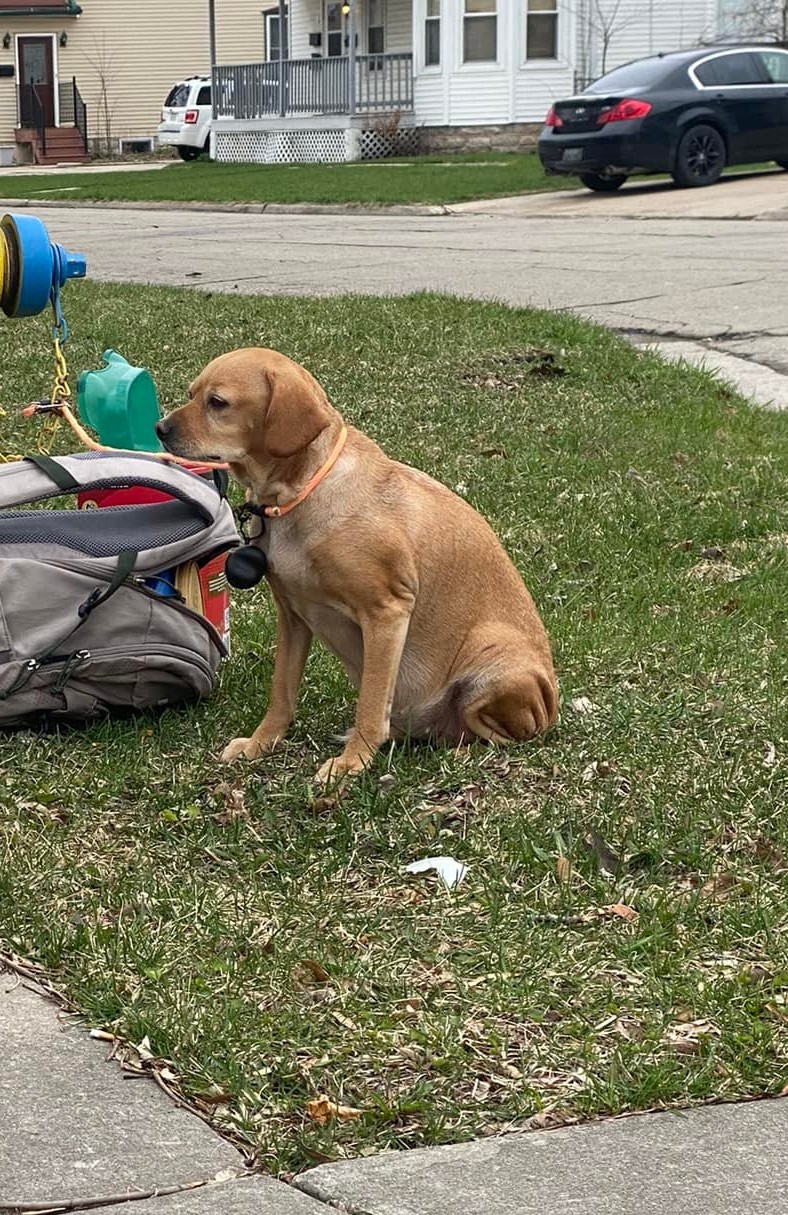 Собаку привязали посреди улицы, и оставили рядом рюкзак