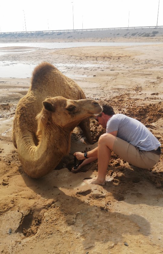 Молодожёны в свой медовый месяц спасли верблюда