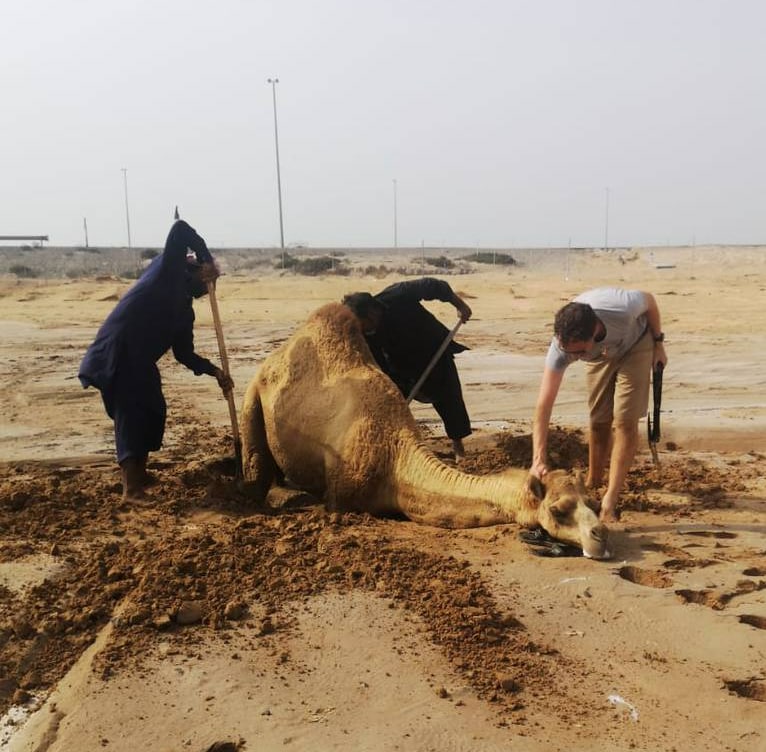 Молодожёны в свой медовый месяц спасли верблюда