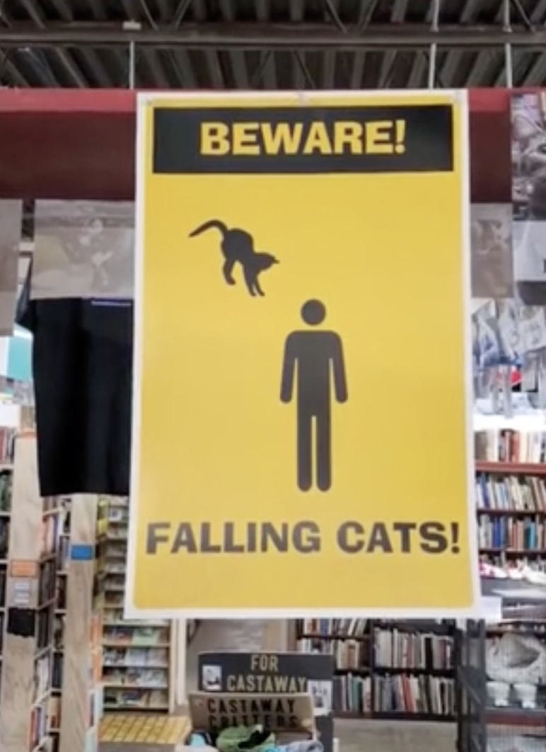 Коты из книжного магазина сделали его очень популярным