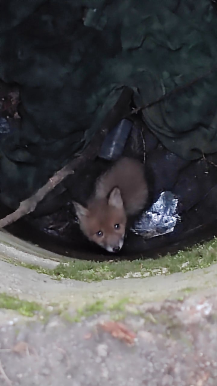 В Ленинградской области спасли лисёнка