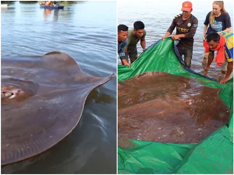Рыбаки из Камбоджи поймали гигантского редкого ската