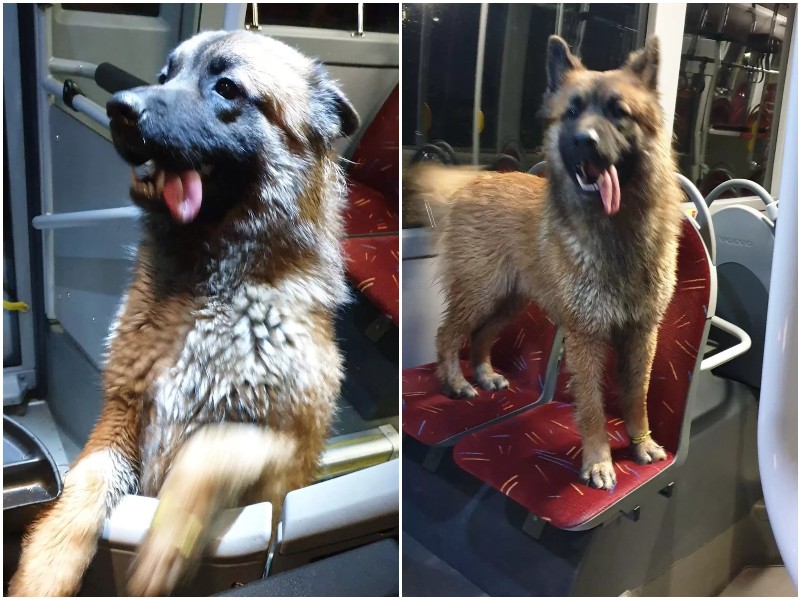 Водитель автобуса увидел на обочине собаку — и не смог проехать мимо