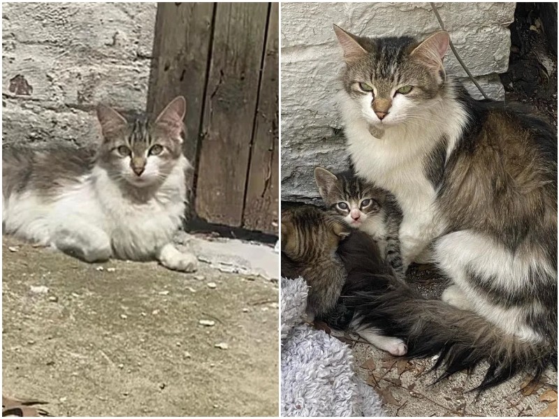 Мама-кошка закрывала собой своих малышей, пряча их в углу