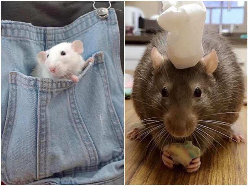 20+ фото с крысами, которые доказывают - они милашки