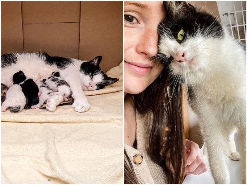 Беременная кошка благодарила девушку за спасение
