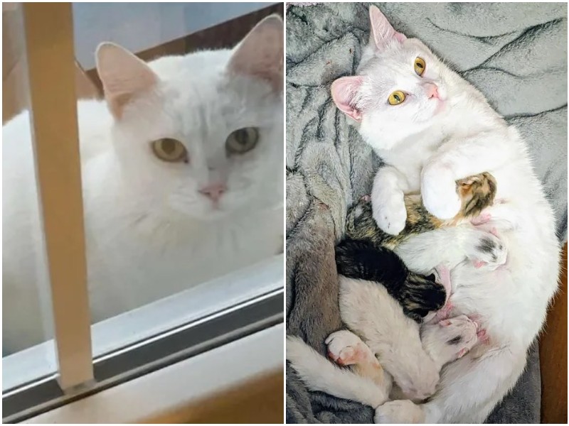 Кошка с круглым животом заглядывала в окно семьи