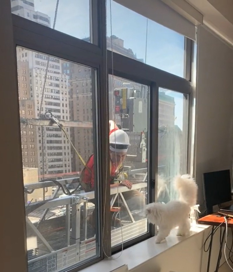 Кошка влюбилась в строителя, который делал работы за окном