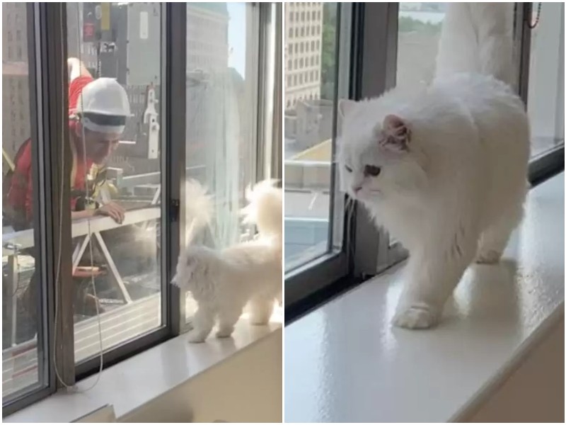 Кошка влюбилась в строителя, который делал работы за окном