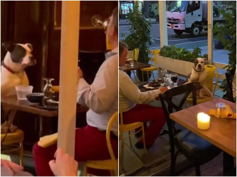 В ресторане заметили, как хозяин ужинает с собакой