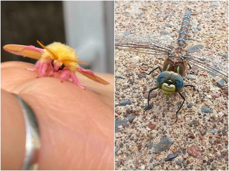 20+ интересных фото, которые откроют для вас мир насекомых