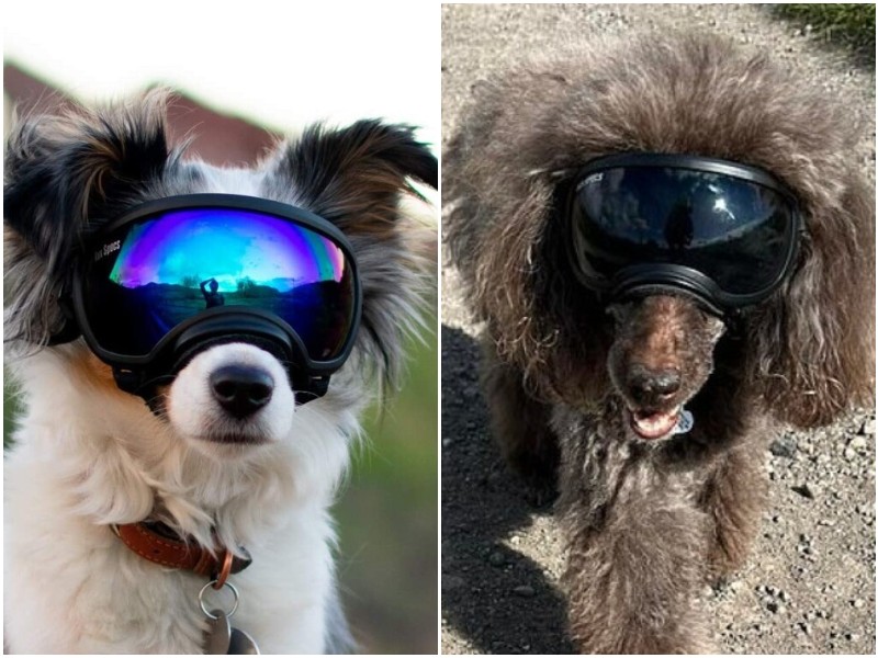 В чем польза солнечных очков для собаки