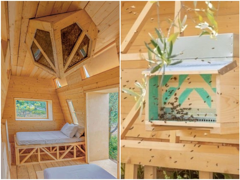 Пчеловод построил домик, где гости спят рядом с миллионом пчёл