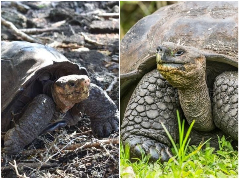 Учёные нашли черепаху, которая 100 лет считалась вымершей