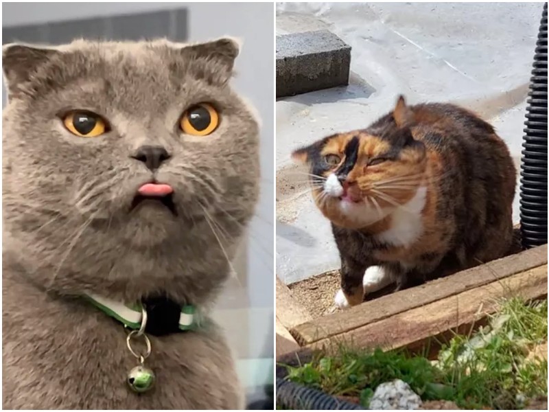 18 котов с уморительными выражениями мордочки 