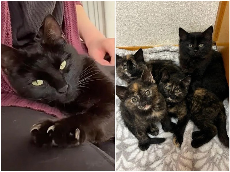 Мать-кошка благодарила женщину, которая позаботилась о её котятах