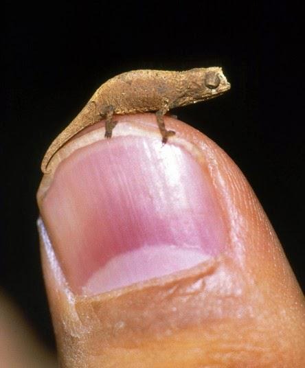 Нано-хамелеон (Brookesia nana) найден в 2021 году, этот вид рептилий размером с семечку