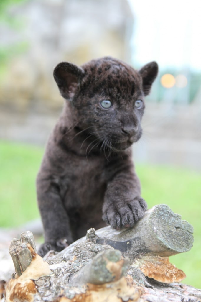 Котёнок редчайшего чёрного ягуара из Удмуртского зоопарка