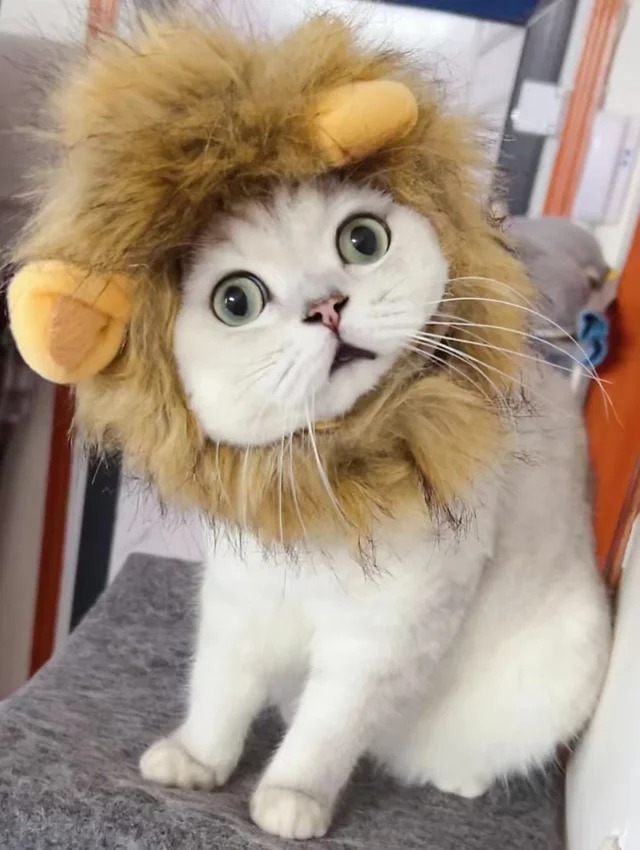 Это лев или котик?