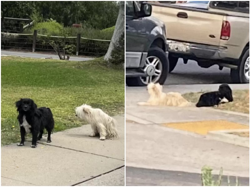 Женщина увидела на обочине двух неразлучных собак