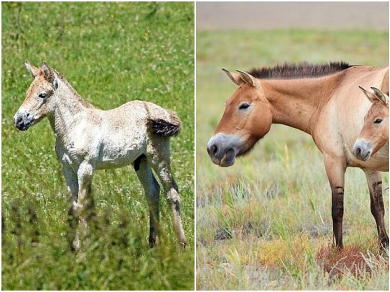 В Англии родился малыш Пржевальской лошади, и он - надежда на спасение вида