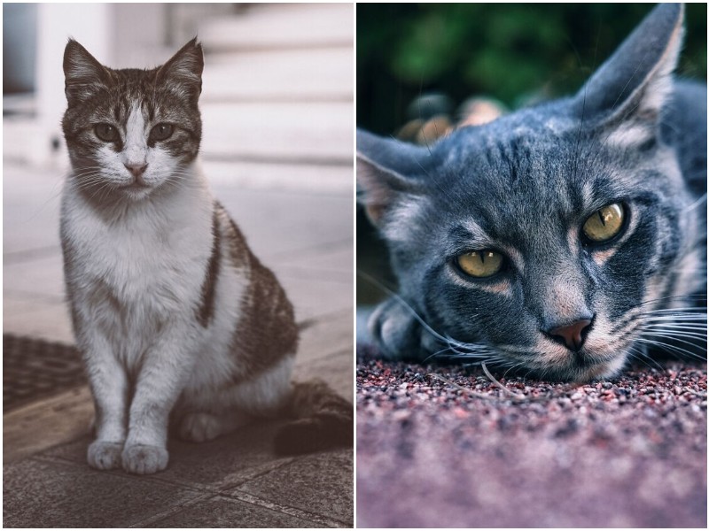 Удивительные кадры с бездомными кошками Кипра