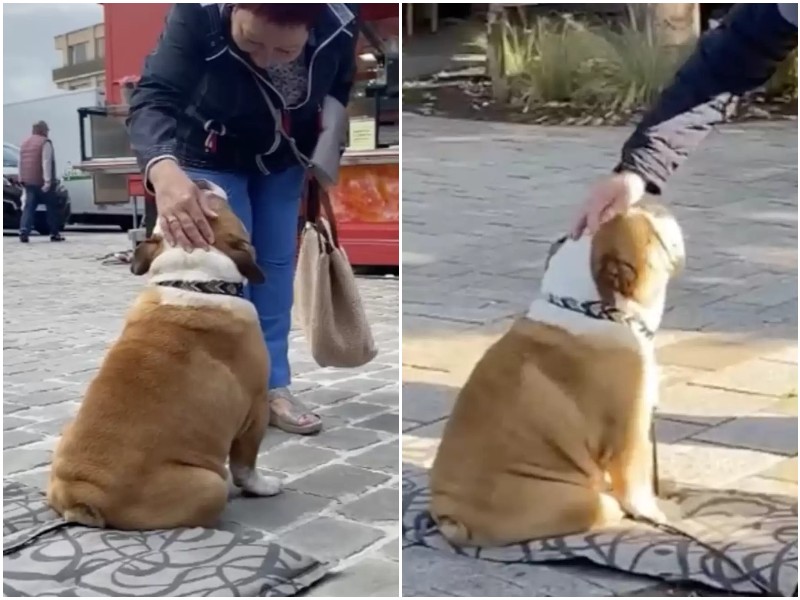 Пёс придумал милый способ привлечь внимание прохожих 
