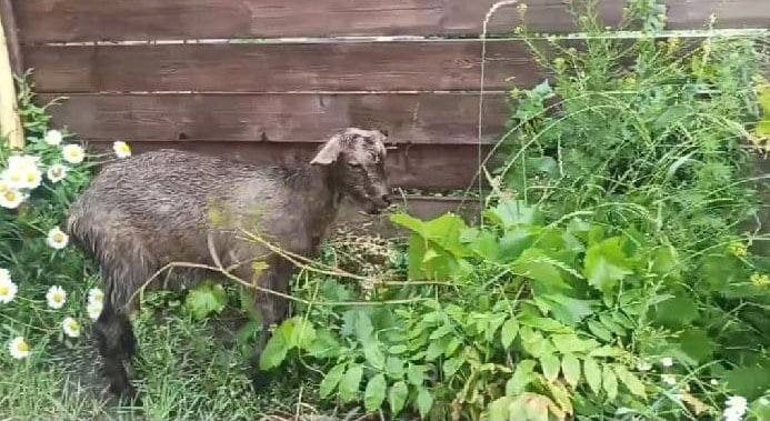 В Самарской области спасли козлёнка, который упал в мазут