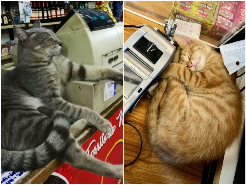 20+ котов, которые стали пушистыми сотрудниками магазинов