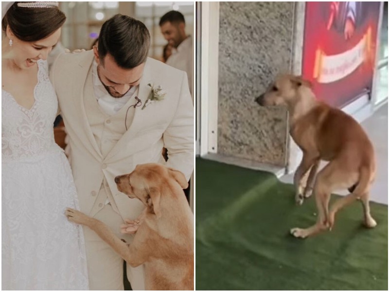 Бродячий пёс заглянул на свадьбу - и молодожёны решили, что это судьба